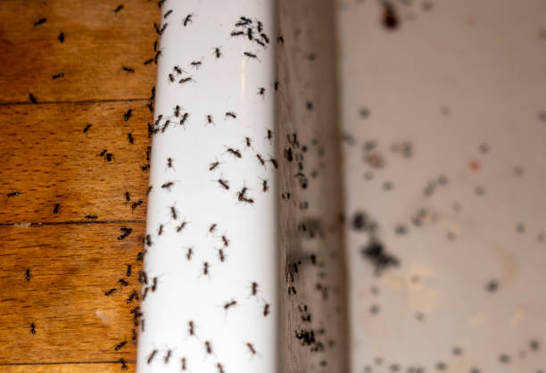 Best Exterminator Services  in Palmyra, WI