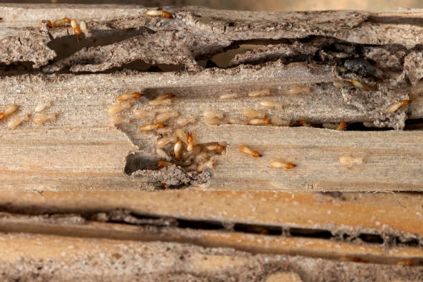 Reliable Palmyra, WI Pest Control Solutions