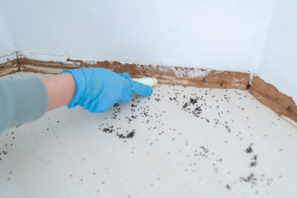 Wasp Removal Services in Palmyra, WI